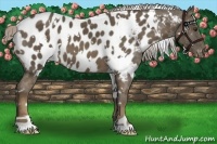 Horse Color:White Spotted Chocolate Palomino Appaloosa 