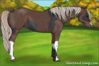 Horse Color:Black  and Silver Black 