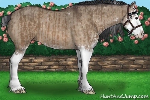 Horse Color:Bay Dun Sabino Splash  and Brown Dun Sabino Splash Brindle 