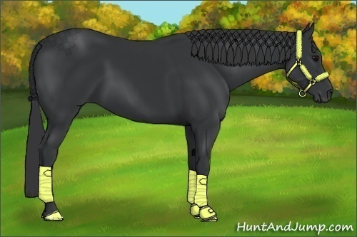 Horse Color:Black  and Black 