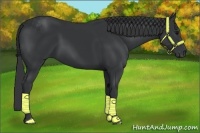Horse Color:Black  and Black 