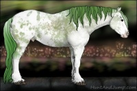 Horse Color:Watercolor Black Ice Sabino Appaloosa 