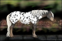 Horse Color:Liver Chestnut Appaloosa Rabicano