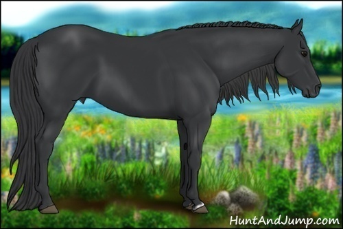 Horse Color:Black  and Black 