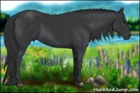 Horse Color:Black  and Black 