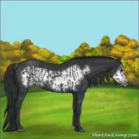 Horse Color:Black Rabicano and Black Frame Rabicano