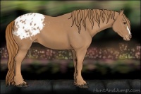Horse Color:Chestnut Appaloosa 