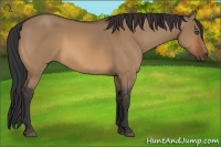 Horse Color:Bay Dun