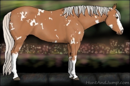 Horse Color:White Spotted Silver Bay 