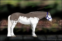 Horse Color:Silver Black Splash