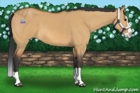 Horse Color:Bay Dun Splash 