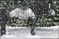 Horse Color:Blue Roan  and Blue Roan Frame 