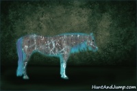 Horse Color:Painted Thunderstruck White Spotted Black and Grullo