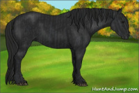 Horse Color:Black  and Gray Black 