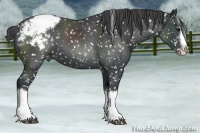 Horse Color:Blue Roan Splash Appaloosa 