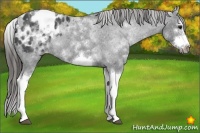 Horse Color:White Spotted Blue Roan Splash Frame Appaloosa