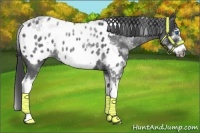 Horse Color:White Spotted Blue Roan Splash Frame Appaloosa 