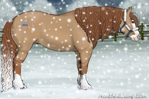 Horse Color:Red Dun Splash 