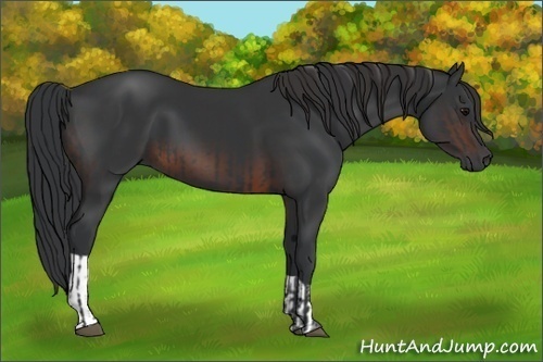 Horse Color:Black and Brown