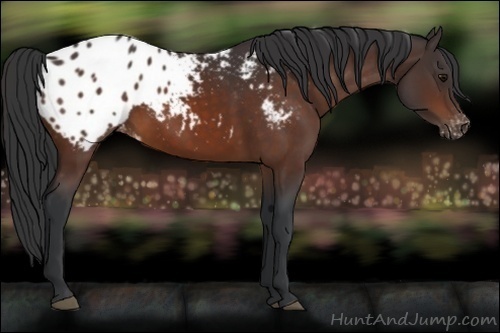 Horse Color:Brown Appaloosa