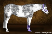 Horse Color:White Spotted Blue Roan Splash Frame Varnish Rabicano