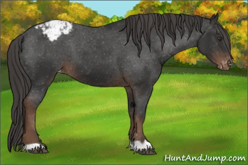 Horse Color:Liver Chestnut Appaloosa 