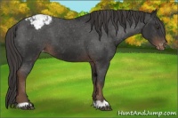Horse Color:Liver Chestnut Appaloosa