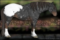 Horse Color:Liver Red Roan Snowcap