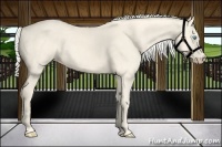 Horse Color:Cremello 