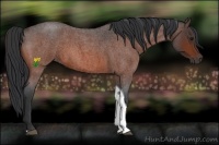 Horse Color:Bay Roan Tobiano