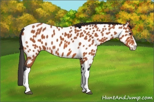Horse Color:Bay Appaloosa 