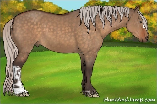 Horse Color:Silver Brown Dun  and Silver Brown Dun 