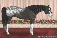 Horse Color:Liver Chestnut Ice Splash 