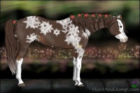 Horse Color:Liver Chestnut Ice Splash 
