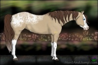 Horse Color:Liver Red Dun Ice Splash 