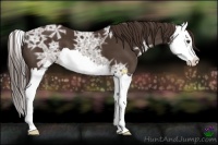 Horse Color:Liver Chestnut Ice Splash 