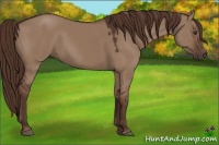Horse Color:Liver Red Dun 