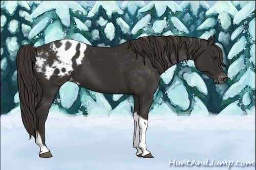 Horse Color:Liver Chestnut Tobiano Appaloosa 