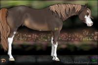 Horse Color:Liver Chestnut Sabino 