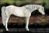 Horse Color:Chocolate Palomino Pearl Rabicano