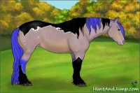 Horse Color:Watercolor Bay Tobiano Appaloosa 