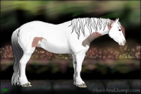 Horse Color:Grullo Splash Tobiano