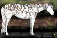 Horse Color:Silver Brown Ice Dun Splash Appaloosa 