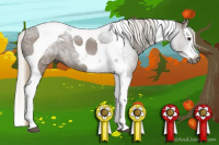 Horse Color:Gray Chestnut Splash Tobiano