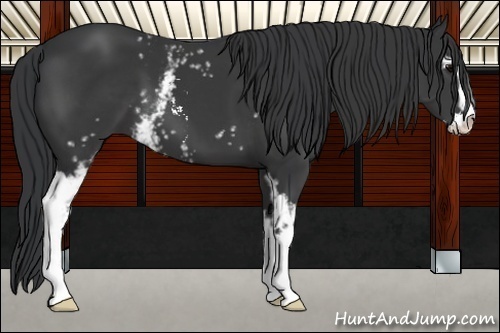 Horse Color:White Spotted Black Sabino