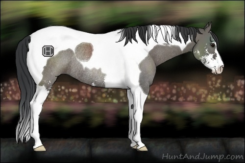 Horse Color:Grullo Sabino Tobiano Rabicano