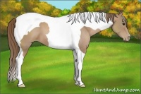 Horse Color:Black Pearl Tobiano 