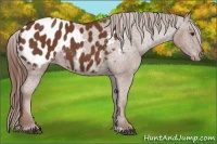 Horse Color:Chestnut Appaloosa