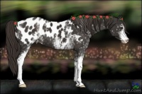 Horse Color:White Spotted Liver Chestnut Appaloosa 