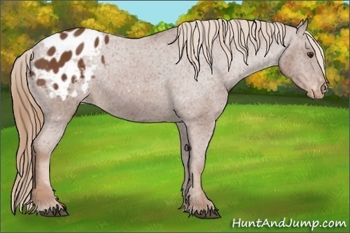 Horse Color:Chestnut Appaloosa 